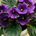 African Violet