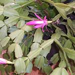 Christmas Cactus