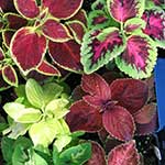 Coleus Amboinicus