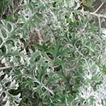 Dusty Miller