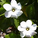 Gardenia