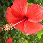 Hibiscus