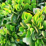 Jade Plant