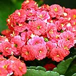 Kalanchoe