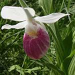 Lady's Slipper