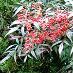 Nandina Bush