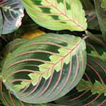 Prayer Plant