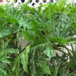 Schefflera