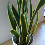 Snake Plant