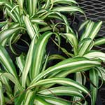 Spider Plant