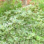 Swedish Ivy