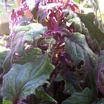 Velvet Plant/Purple Passion Plant