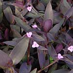 Wandering Jew/Inch Plant