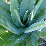 Aloe