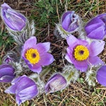 American pasqueflower