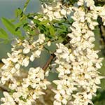 Black Locust