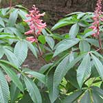 Horsechesnut - Buckeye