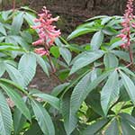 Horsechesnut - Buckeye