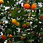 Calamondim Orange