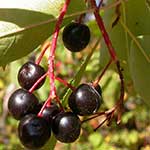 Chokecherry