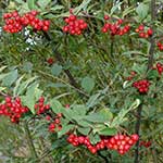 Cotoneaster