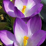 Crocus