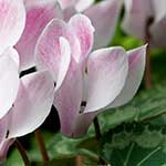 Cyclamen