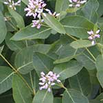 Dogbane