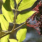 Elderberry