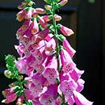 Foxglove