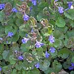 Ground Ivy