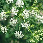 Poison Hemlock