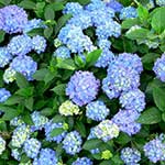 Hydrangea