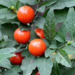 Jerusalem Cherry