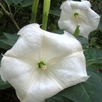 Jimson Weed