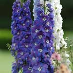 Larkspur