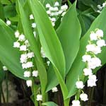 Lilly of the Valley