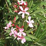 Oleander