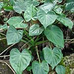 Philodendron