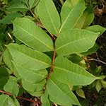 Poison Sumac
