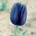 Tulip, blue